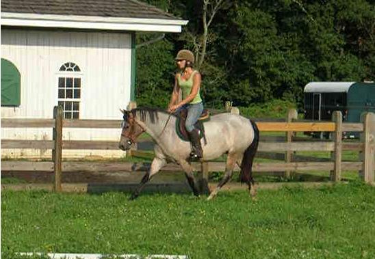 Cece going under saddle